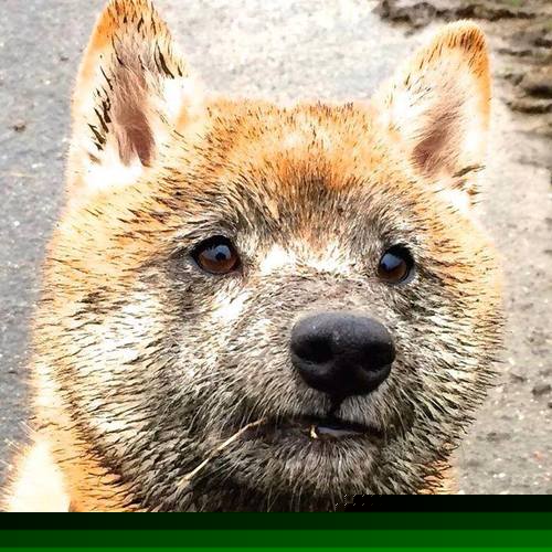 【赛事回顾】丁俊晖夺冠的精彩瞬间，分析他的攻守策略，丁俊晖取得的冠军