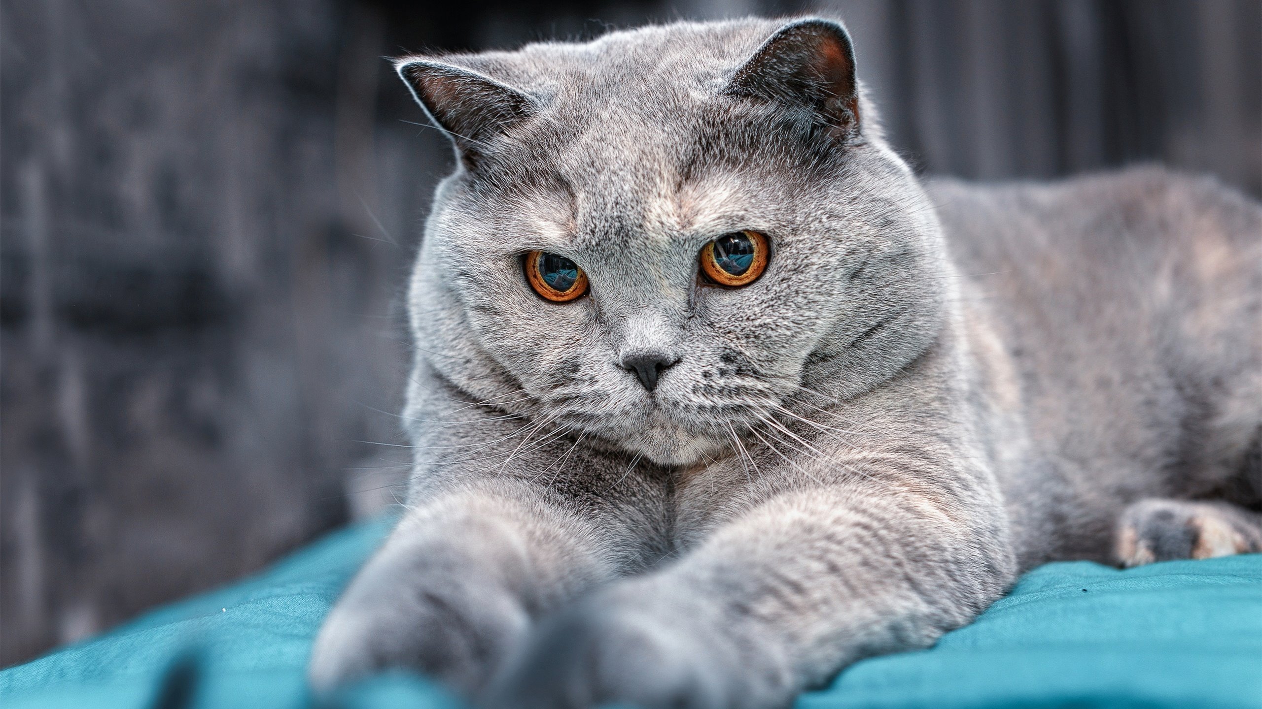 中国足球国际影响力持续扩大,国际合作全面展开,中国足球国际排名第几位