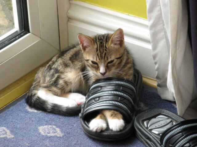 开云网址-巴黎奥运会资格系列赛设有自由式小轮车、霹雳舞、滑板和攀岩四个项目。