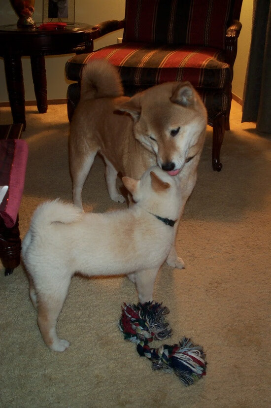 投资巨头聚焦中国篮球新兴产业,开启资本新篇章,中国篮球产业白皮书